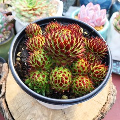 8CM Succulent Plant Jovisbarba Allionii Crassulaceae Home Garden Beautiful Plant