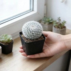 Mammillaria hahniana – Easy-Care Live Cactus Plant for Beginners