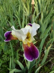 15 Iris Fresh Bearded Iris Rhizomes Mixed Varieties