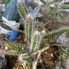 Dog tail cactus rooted Easy care . Soft thorns . Bare root plants from 3-7 ins