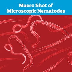 Live Beneficial Nematodes – 15 Million Hb+Sc+Sf – Kills over 200 Different Speci