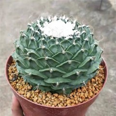 7-8CM Succulent Cactus Plant Obregonia Denegrii Cactaceae Home Garden Beautiful