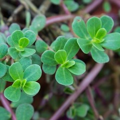 2000+ Green Purslane Seeds – HEIRLOOM, NON-GMO | USA Free Shipping !