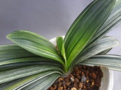 Clivia miniata ‘Echigo-zansetsu’ tricolor variegated [Must read description]