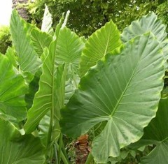Alocasia – Calidora
