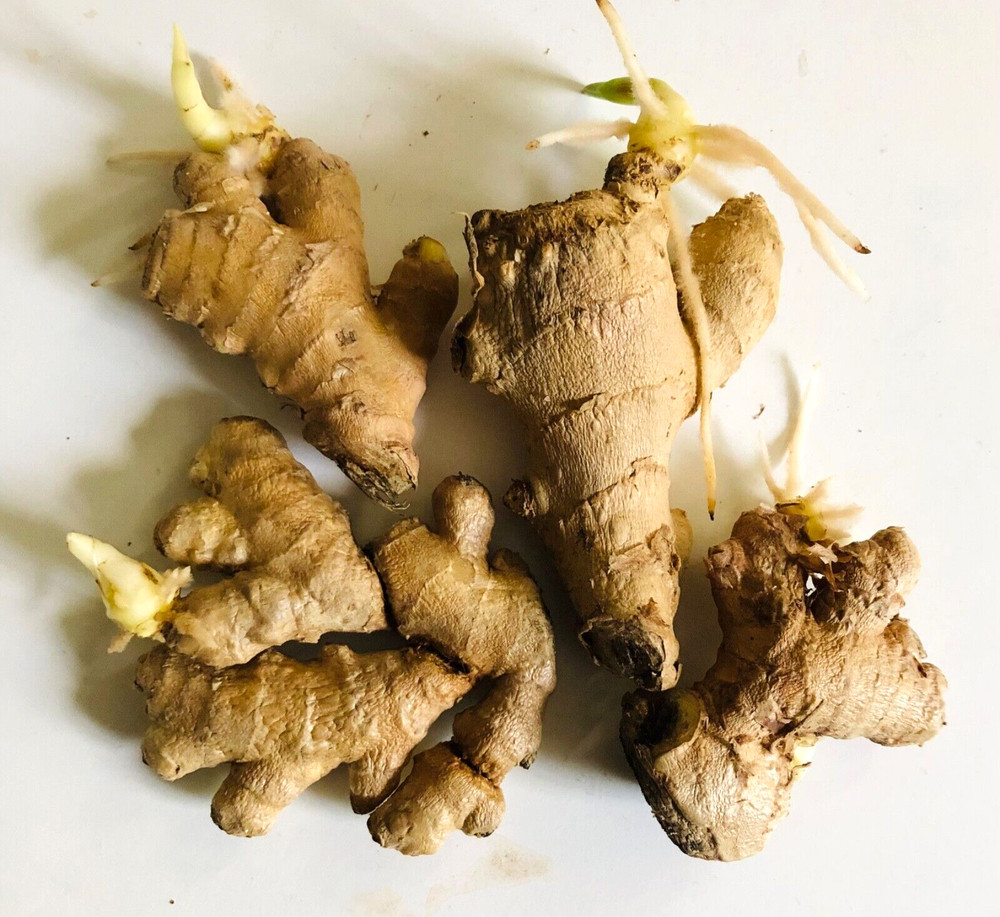 4-5 Sprouted Organic Ginger Roots Heirloom Curcuma Longa Rhizomes Root,Herb