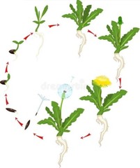 10+ Dandelion plants Wild Organic Non GMO Heirloom
