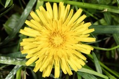 250++ Dandelion Seeds – Taraxacum officinale Seeds – Medicinal and Edible Herb