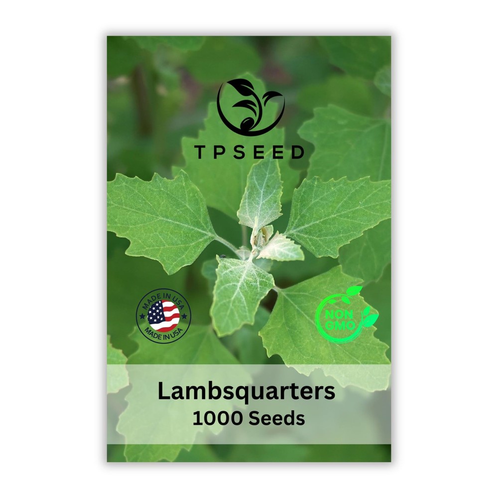 Lambs Quarters Seed for Planting – Ideal for Medicinal Planting – Herb Garden…