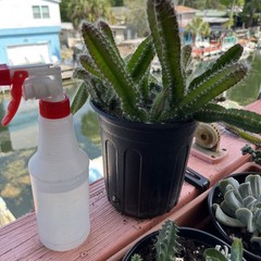 Dog tail cactus rooted Easy care . Soft thorns . Bare root plants from 3-7 ins