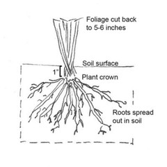 Dark Red Daylily One Rooted Starter Plant