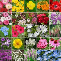 Landscaper’s Pack PARTIAL SHADE Wildflower Mix Assorted Non-GMO 3000+ Seeds!