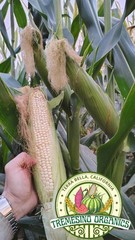 Organic Mexican Big White Corn 50Seeds-Maiz Criollo Norteño Mexicano,50 Semillas