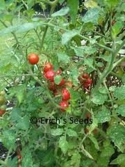 60+ Florida Everglades Tomato Seeds Fresh Seeds for planting in 2024