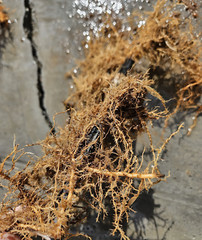 Black Bamboo Phyllostachys Nigra Live Bare Root Plant (3) Fresh Rhizomes