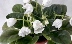 African Violet Plant RM Belyj Tulpan/white tulip Starter
