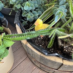 Dog tail cactus rooted Easy care . Soft thorns . Bare root plants from 3-7 ins