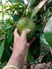Stabbed Elan none-sour sop-Soursop-Guanabana/Graviola 3+ Seeds[ is rare]