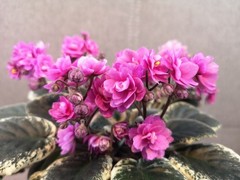 African Violet Plant Cajuns Hot Expectations Starter Plant Standard