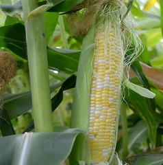 Peaches and Cream Sweet Corn Seeds, Bicolor Corn, (F1 Hybrid), FREE SHIPPING