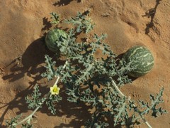 Citrullus colocynthis, Abu Jahls Melon – 10 Sementes