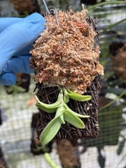 Epidendrum medusae Rare Orchid Species From Ecuador