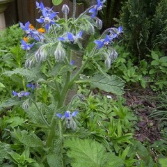 Borage Seeds | 100 Seeds | Heirloom – Non-GMO | Free Shipping | Herb Seeds 1149