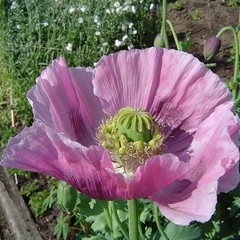 10,000 Authentic Untreated Imported Hungarian Papever Somniferum Poppy Seeds