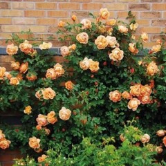 20pcs Yellow Climbing Rose Seeds – Rare Non-GMO Heirloom Variety for Your Garden