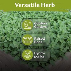 KVITER 1000 Lambs Quarters Seeds (Chenopodium Album)