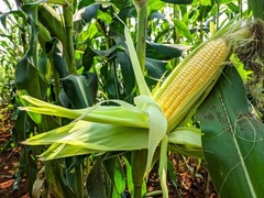 60 YELLOW CORN EARLY ‘XTRA SWEET’ Zea Mays Vegetable Seeds *Flat S/H