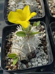 RareSucculent Plant Pachypodium brevicaule Baker Garden Decor Boutique 7-8CM