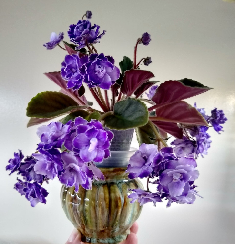2 African Violet Leaves ~ * OPTIMARA TRINIDAD ll * ~