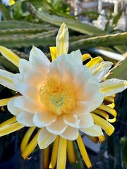 DRAGON FRUIT CUTTINGS – MULTIPLE VARIETIES – 8″ – 12: SIZE