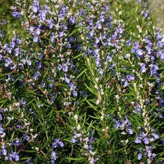 2000 Seeds Rosemary Seed For Planting – Rosemarinus Officinalis Herb Garden