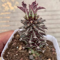 8CM Succulent Cactus Plant Euphorbia Guentheri Euphorbiaceae Home Garden Plant