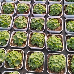 1CM Succulent Plant Crassula Umbella Wine Cup Crassulaceae Home Garden Beautiful