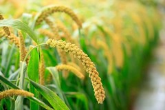 Organic Hulled Millet — Non-GMO, Kosher, Raw, Bulk — by Food to Live ®