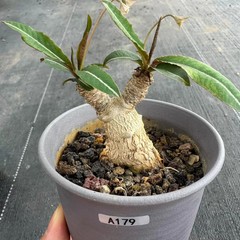 1Piece 7-8cm Seedgrowth Euphorbia Labatii Caudex Cactis Garden RarePlanting
