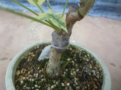 Kalopanax septemlobus yellow cream fukurin variegated [Must read description]