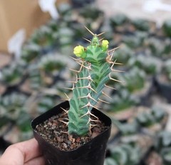 2PCS 6CM Euphorbia Virosa Cristata Cactaceae Succulent Cactus Plants