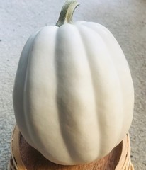 25 WHITE ACORN Winter Squash Seeds Fresh Picked Maturity 80~100 Days Full Sun