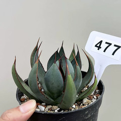 1Pieces 8cm Seedgrowth RareCactis Plant Agave Praying Hands Beautiful Outdoors