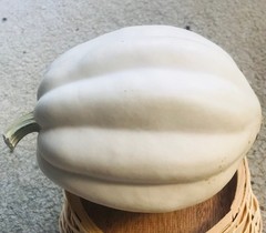 25 WHITE ACORN Winter Squash Seeds Fresh Picked Maturity 80~100 Days Full Sun