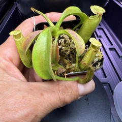 Nepenthes Maxima Wavy – Seed Grown Genetically Unique Easy Care Big Pitchers