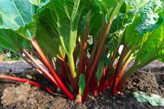 Victoria Rhubarb Seeds, Rheum rhabarbarum, NON-GMO, Heirloom, FREE SHIPPING