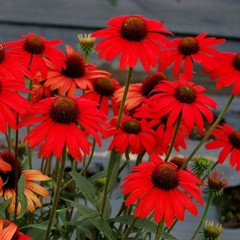 50 Red Salsa Coneflower Seeds Echinacea Perennial Seed Flowers US SELLER