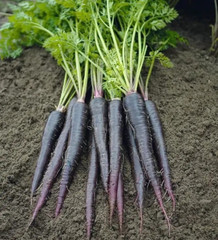 100+ Black Nebula Carrot Seeds – Heirloom – Organic – NON GMO – FRESH —– RARE