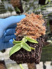 Epidendrum medusae Rare Orchid Species From Ecuador