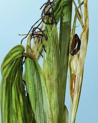 TEOSINTE Nitrogen-Fixing Corn Ancestor (Zea mays ssp. mex./parviglumis) SEEDS